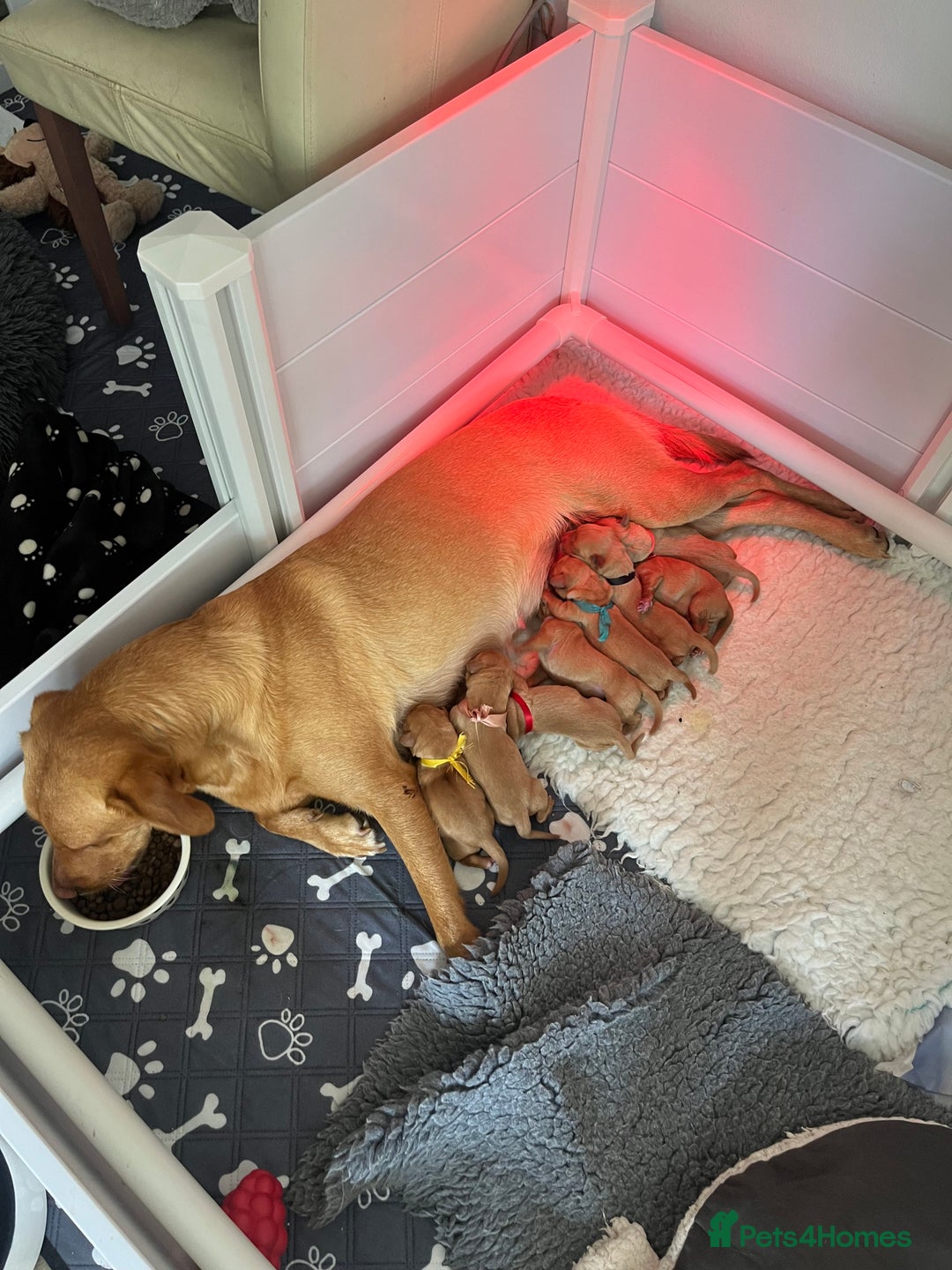Labrador Retriever dogs for sale: Fox red Labrador Puppies - Image 2