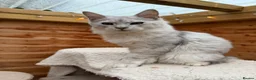 Maine Coon cats for sale: BLUE SILVER SHADED TICA REGISTERED  - Advert 4