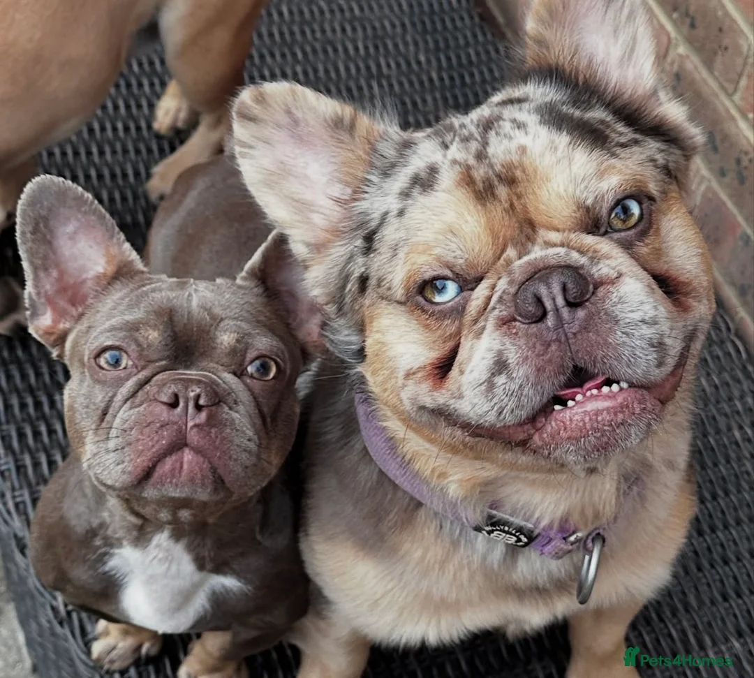 French Bulldog dogs for stud: Romeo - Choc&Tan Tweed Merle carrying testable 💖 - Advert 2