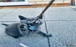 British Shorthair cats for sale: British shorthair  - Image 9