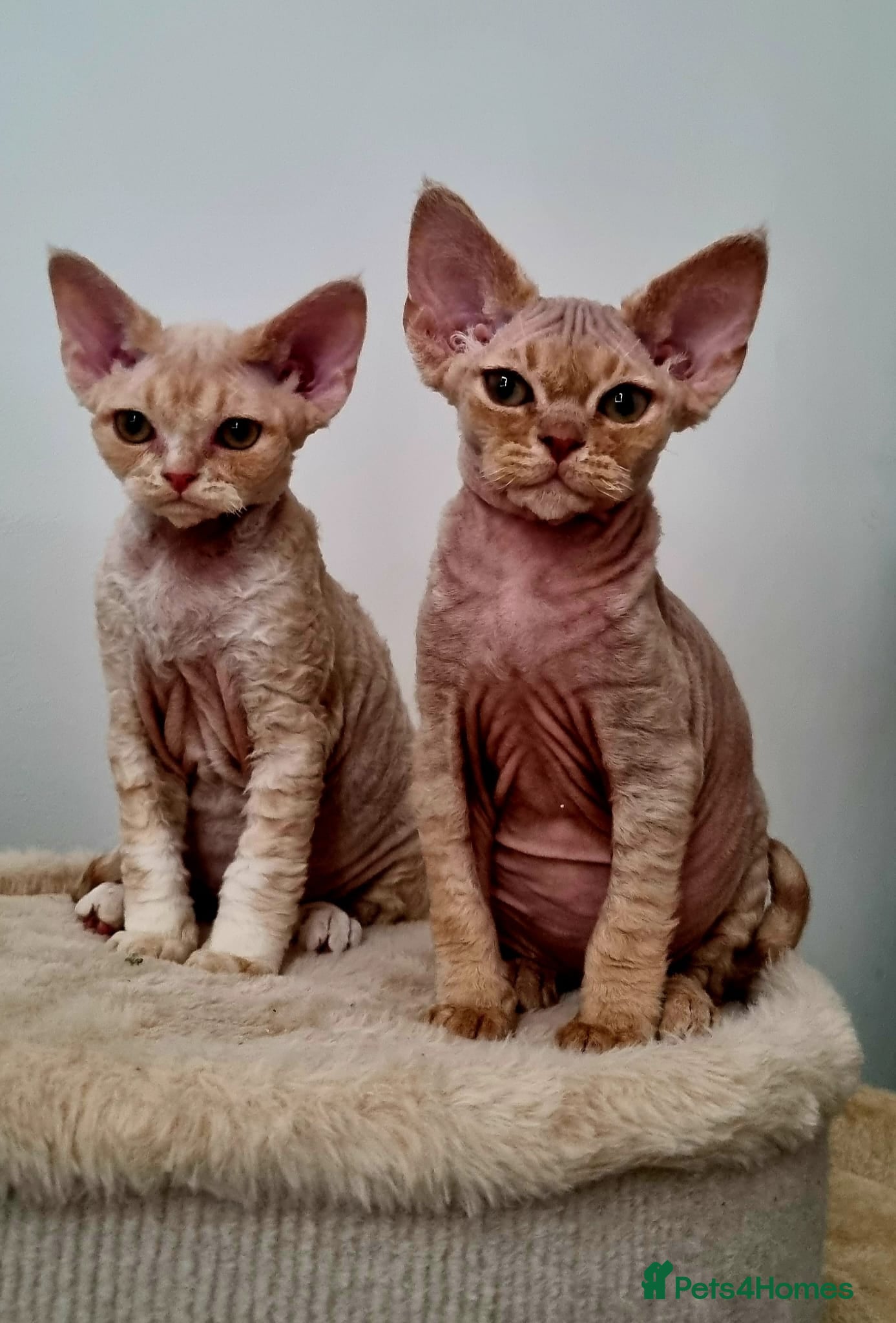Devon Rex cats ❤️ Gorgeous Devon Rex Girls ❤️ - Advert 4