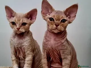 Devon Rex cats ❤️ Gorgeous Devon Rex Girls ❤️ - Advert 4