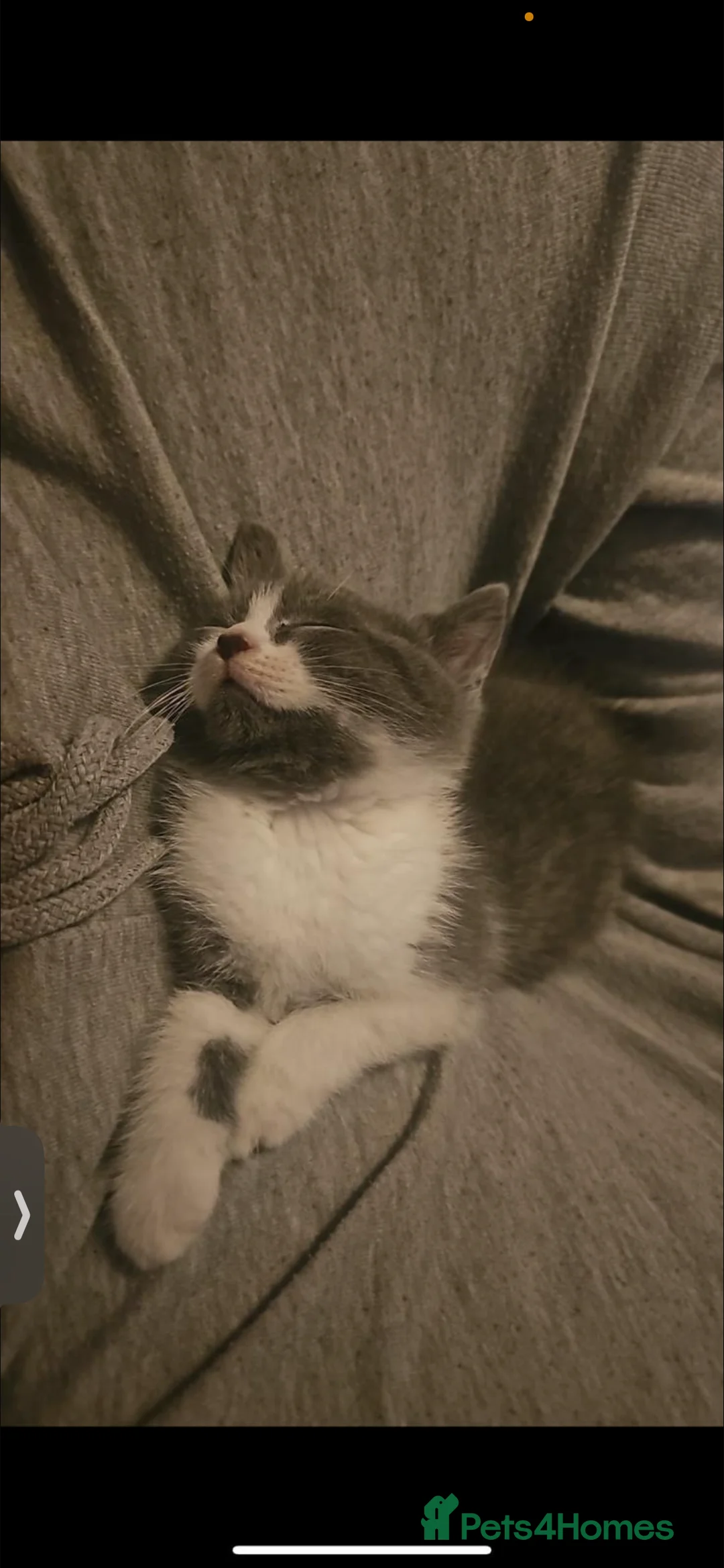 Mixed Breed cats for sale: Bsh/ragdoll - Advert 2