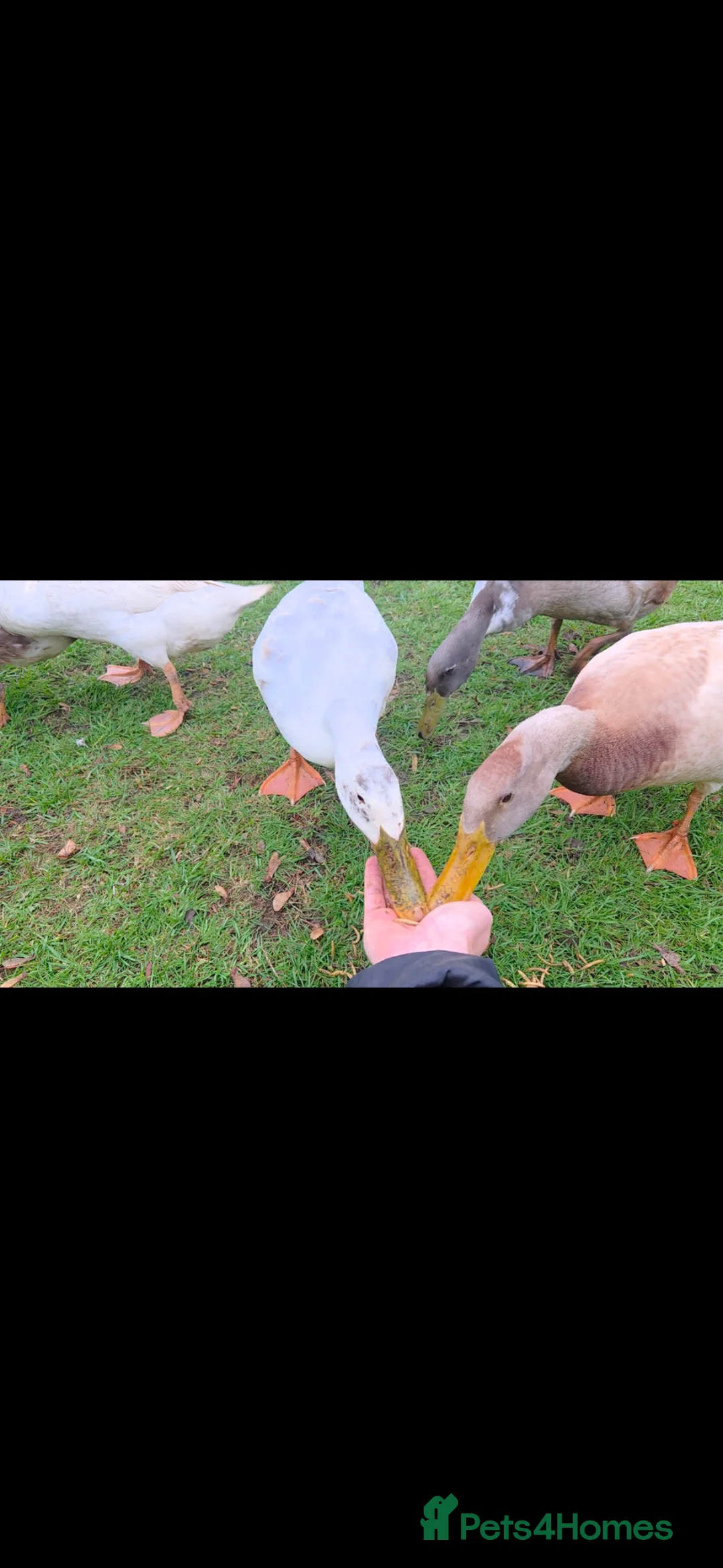 Ducks poultry for sale: Runner Duck EGGS in Goole - Advert 5