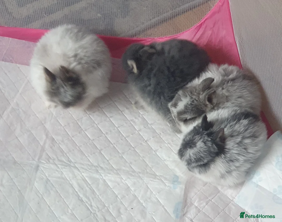 Netherland Dwarf rabbits for sale: 4 Beautiful Netherland Dwarf Buns in Pinner - Advert 17
