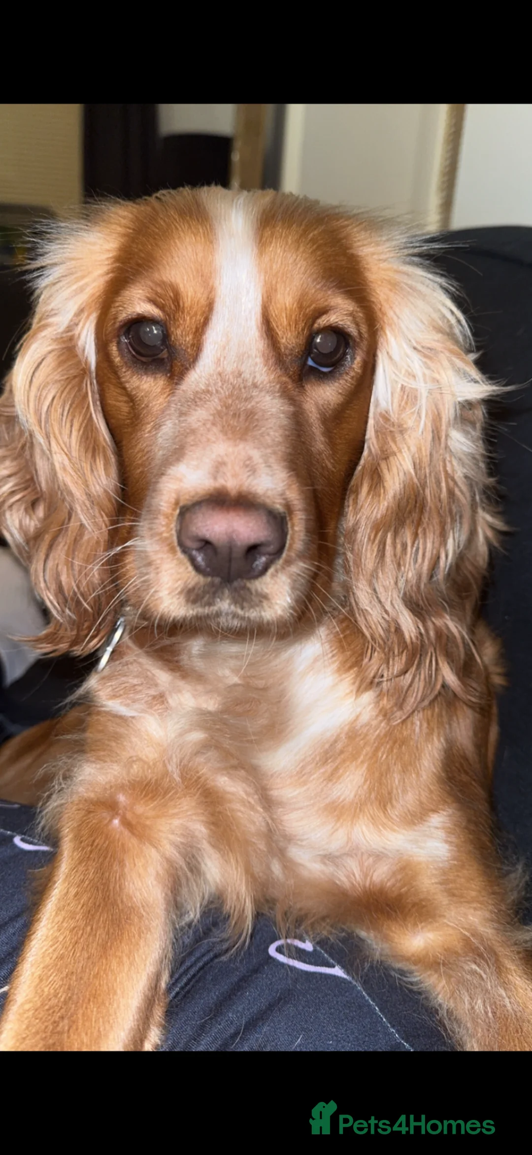 Cocker Spaniel dogs for sale: Female cocker spaniel  in Cambridge - Advert 2