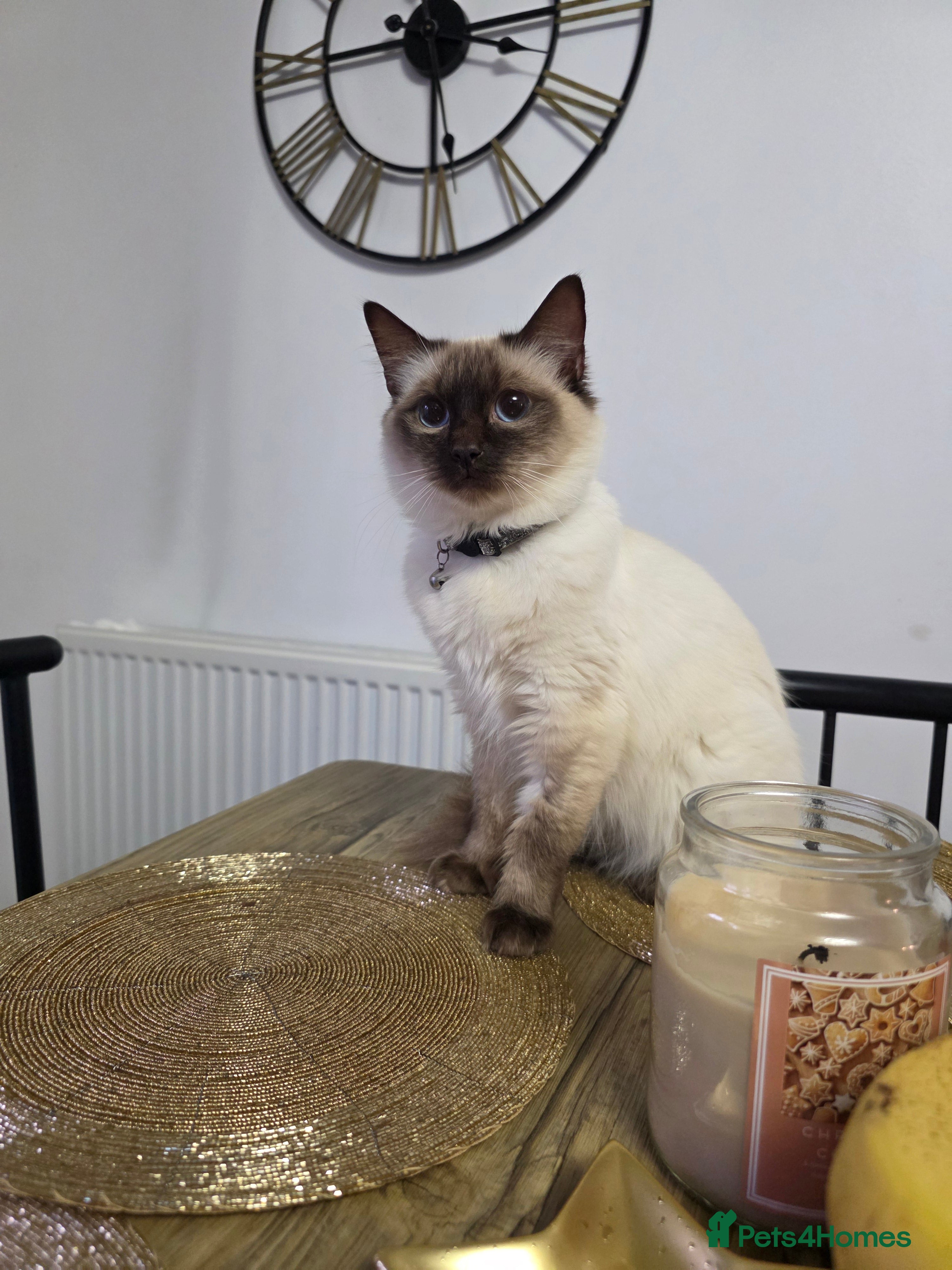 Ragdoll cats Beautiful Ragdoll female  - Advert 5