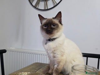 Ragdoll cats Beautiful Ragdoll female - Advert 18