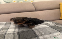 Yorkshire Terrier dogs for sale: YORKSHIRE TERRIER 2 BOYS  - Image 7