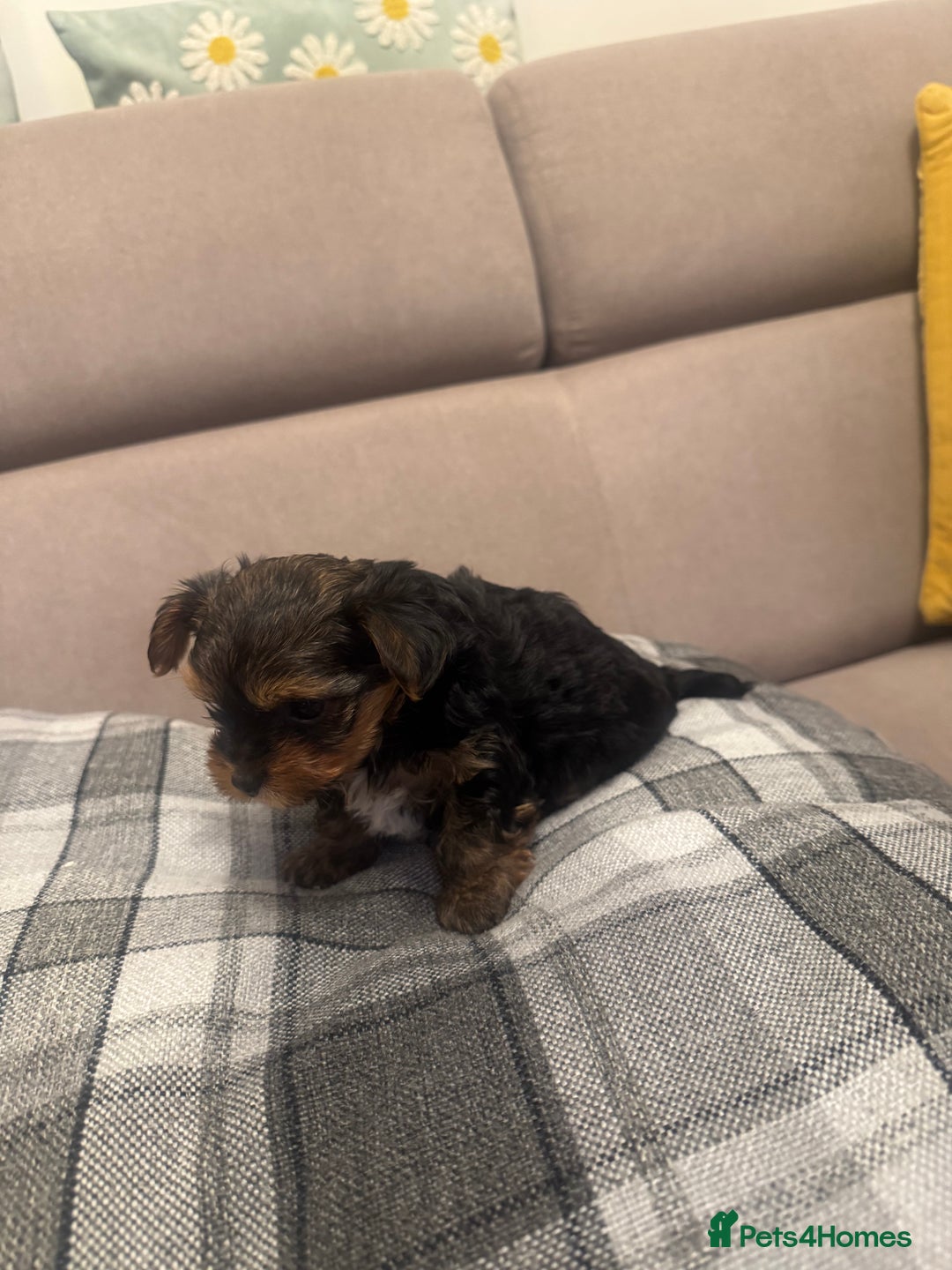 Yorkshire Terrier dogs for sale: YORKSHIRE TERRIER 2 BOYS  - Image 7