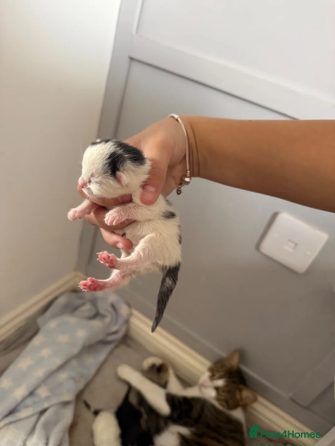 Mixed Breed cats for sale: kittens available - Advert 10