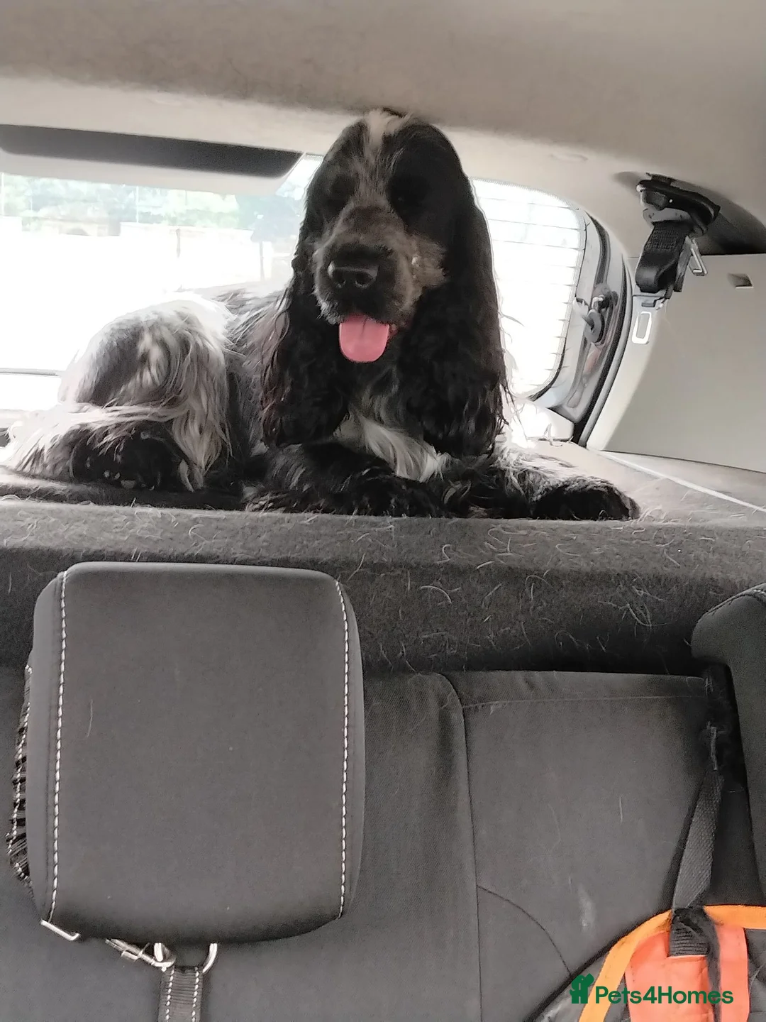 Cocker Spaniel dogs for stud: Handsome kc registered show cocker (French import) - Advert 2