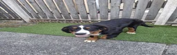 Bernese Mountain Dog dogs for sale: Bernese Mountain Dog - Ready for Forever Home - Advert 5