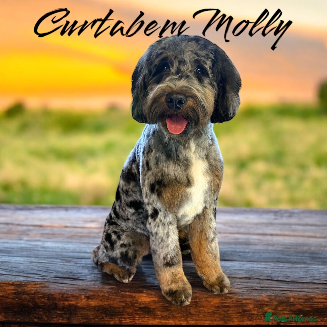 Bernedoodle dogs for sale: Curtabemdoodles Bernedoodles  - Image 36