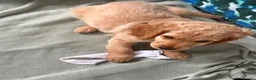 Cockapoo dogs for sale: Last 2 females for sale - Advert 4