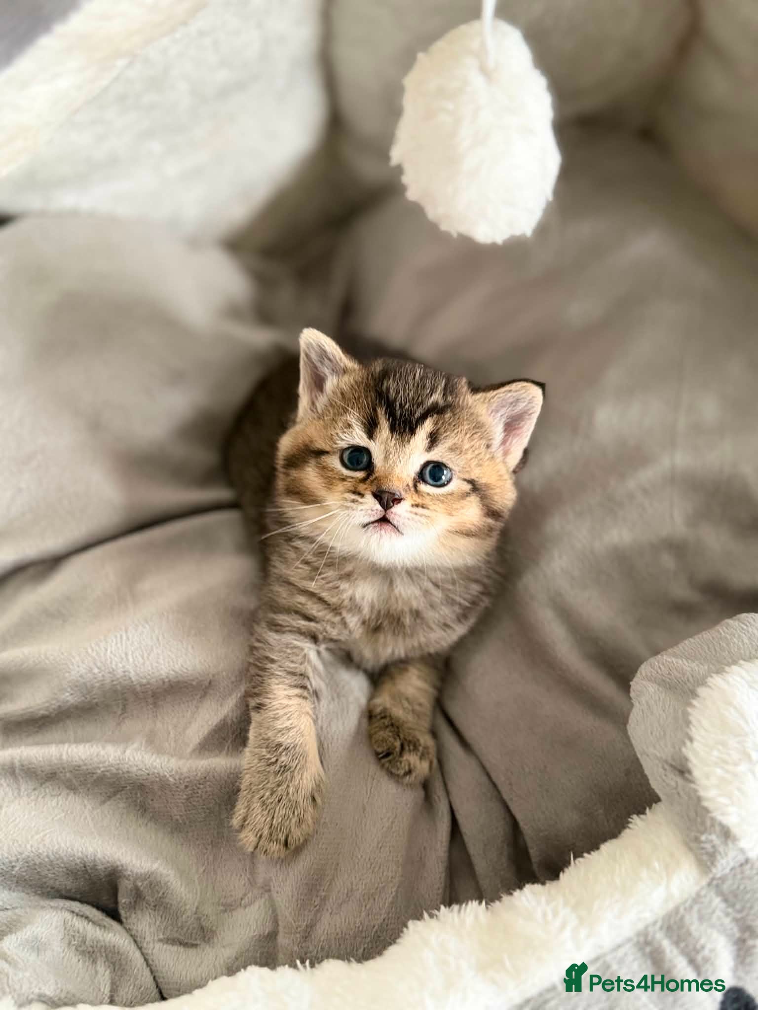 Mixed Breed cats for sale: 3 Little kittens  in Basildon - Advert 7