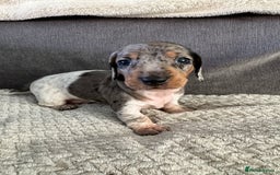 Miniature Dachshund dogs for sale: Miniature dachshund puppies - Image 3