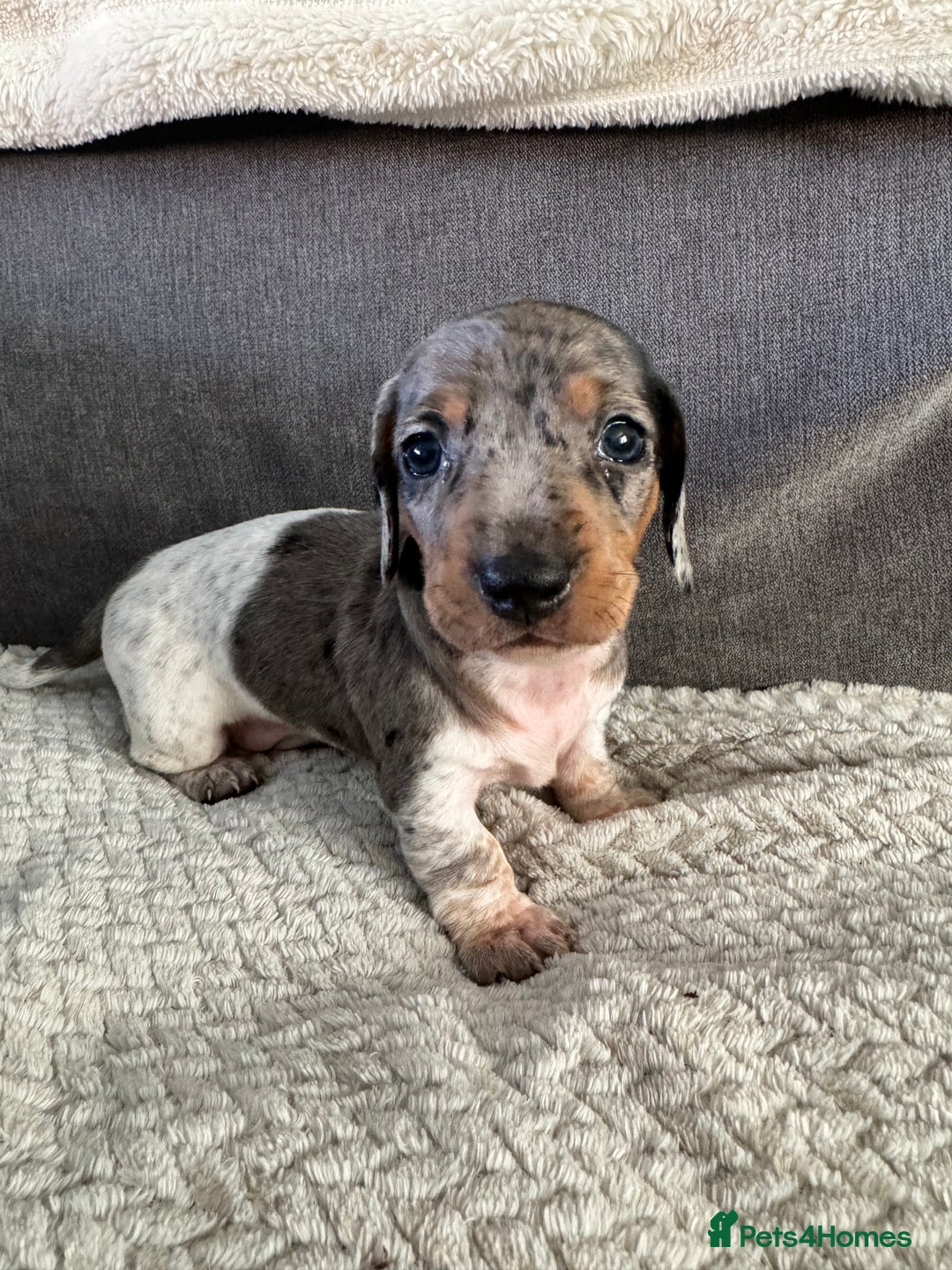 Miniature Dachshund dogs for sale: Miniature dachshund puppies - Image 3