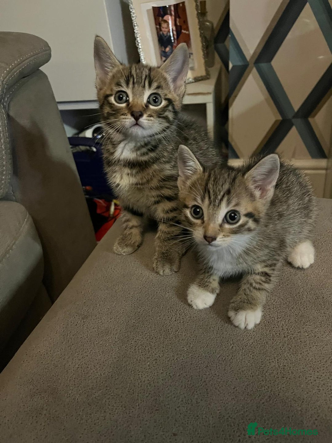 Mixed Breed cats for sale: Tabby kittens  - Image 2