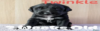 Red -Twinkle