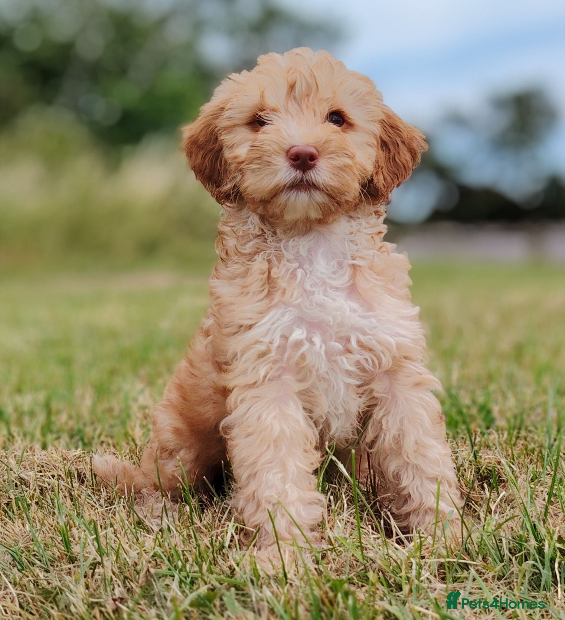 Mixed Breed dogs READY NOW Rare double coat sprockerpoo  - Advert 11