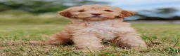 Mixed Breed dogs for sale: READY NOW Rare double coat sprockerpoo  - Advert 1