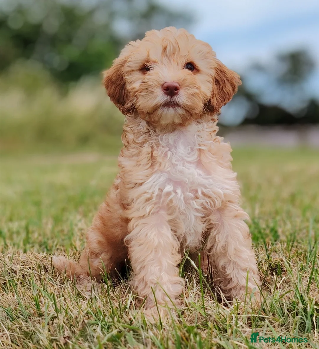 Mixed Breed dogs for sale: READY NOW Rare double coat sprockerpoo  - Advert 1