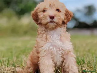 Mixed Breed dogs READY NOW Rare double coat sprockerpoo - Advert 11