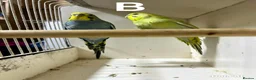 Budgerigars birds for sale: Pair budgies - Advert 3