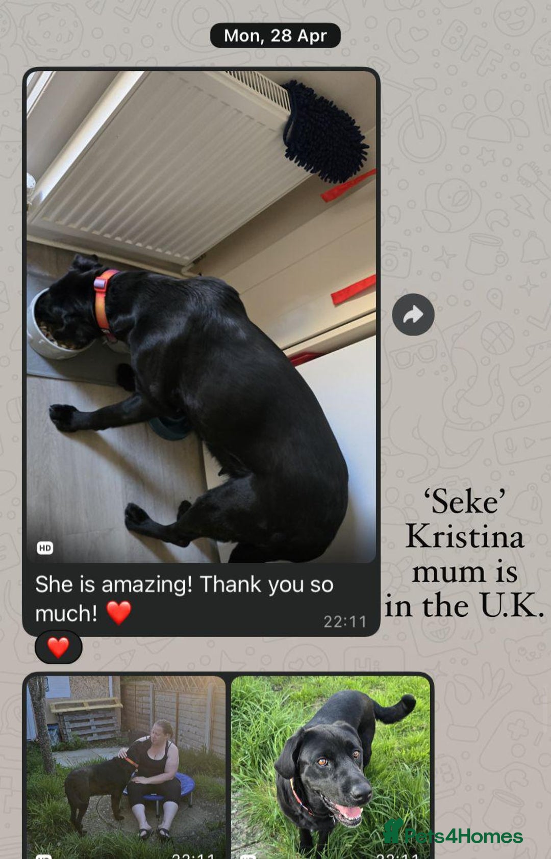 Mixed Breed dogs for adoption: Kristen, 1 yr approx. Available for adoption. in Brixham - Image 19