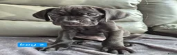 Cane Corso dogs for sale: Cane corso puppies - Advert 32