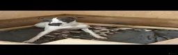 Whippet dogs for sale: litter of 8 pups 5x boys 3x bitches. price reduced - Advert 8