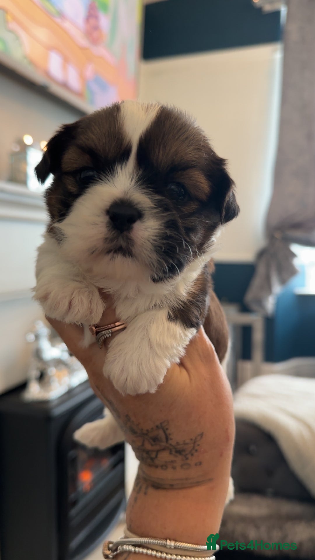 Shih Tzu dogs for sale: Stunning imperial shih tzu puppies  - Advert 20