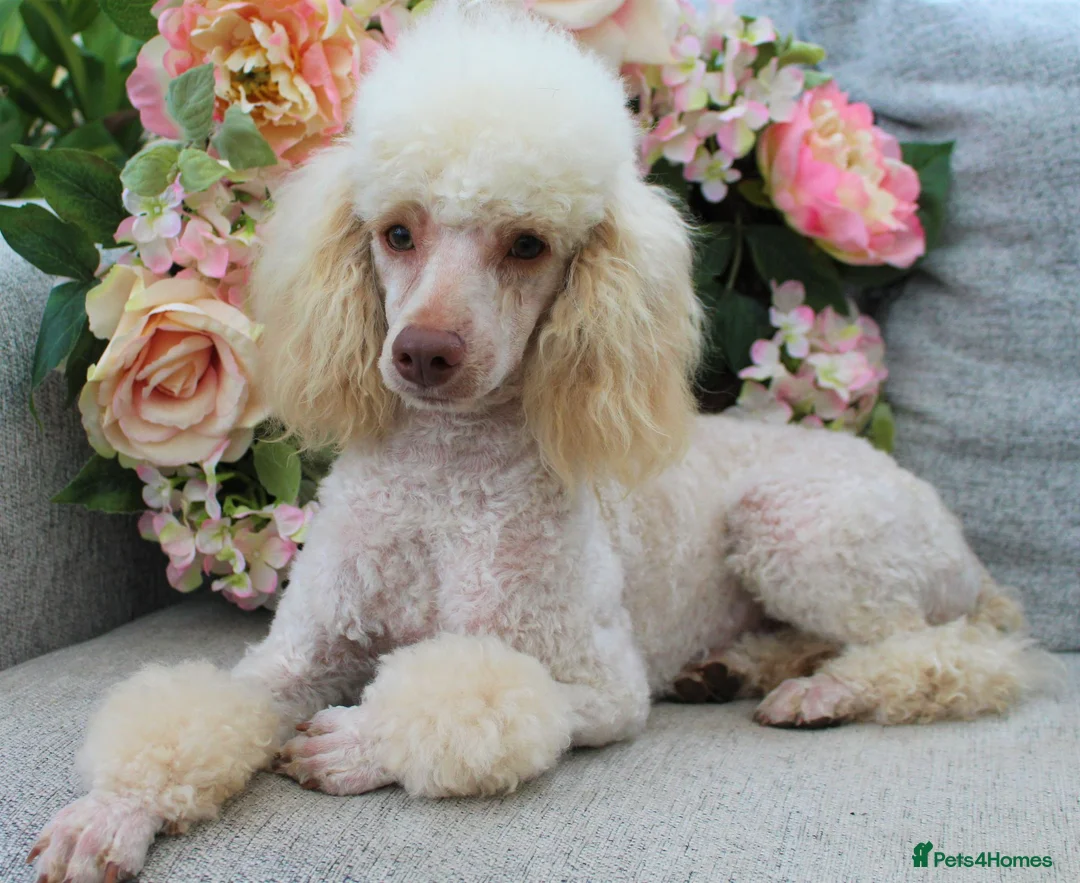 Cavapoo dogs for sale: *HEALTH TESTED*  F1 Cavapoos - Advert 25