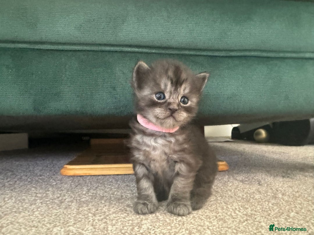 Ragcoon cats for sale: BEAUTIFUL RAGCOONS - Advert 8