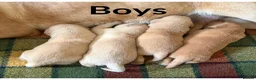 Labrador Retriever dogs for sale: Stunning KC Lab pups, health tested&many FTCH/Ws in Mansfield - Advert 4