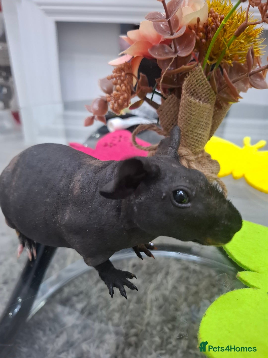 Guinea Pig rodents for sale: Adorable skinny boars - Advert 3