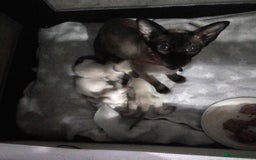 Siamese cats for sale: SIAMESE KITTENS - Image 6