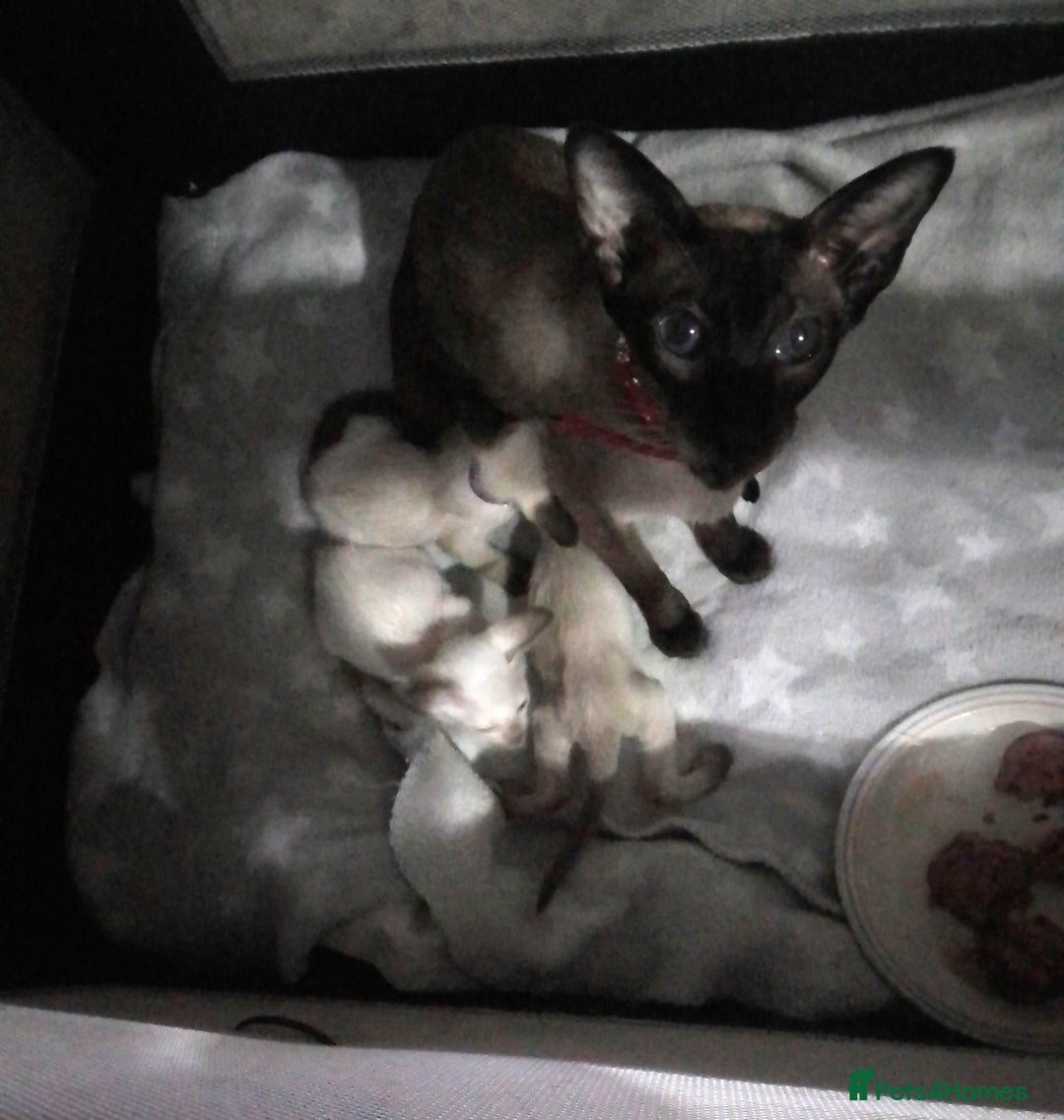 Siamese cats for sale: SIAMESE KITTENS - Image 6