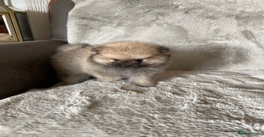 Pomeranian dogs 💕KC Teddy Bear Pomeranians 💕 - Advert 14