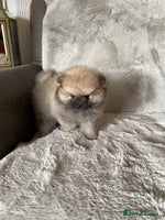 Pomeranian dogs 💕KC Teddy Bear Pomeranians 💕 - Advert 14