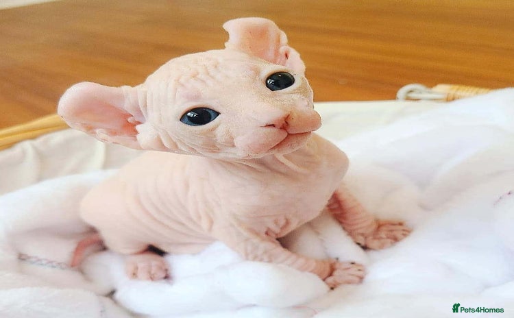 Sphynx cats - Advert 1