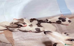 Jack Russell dogs for sale: White,blue,red tri jack Russell pups  - Advert 4