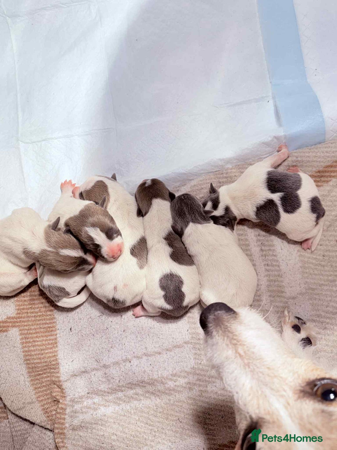 Jack Russell dogs for sale: White,blue,red tri jack Russell pups  - Advert 4