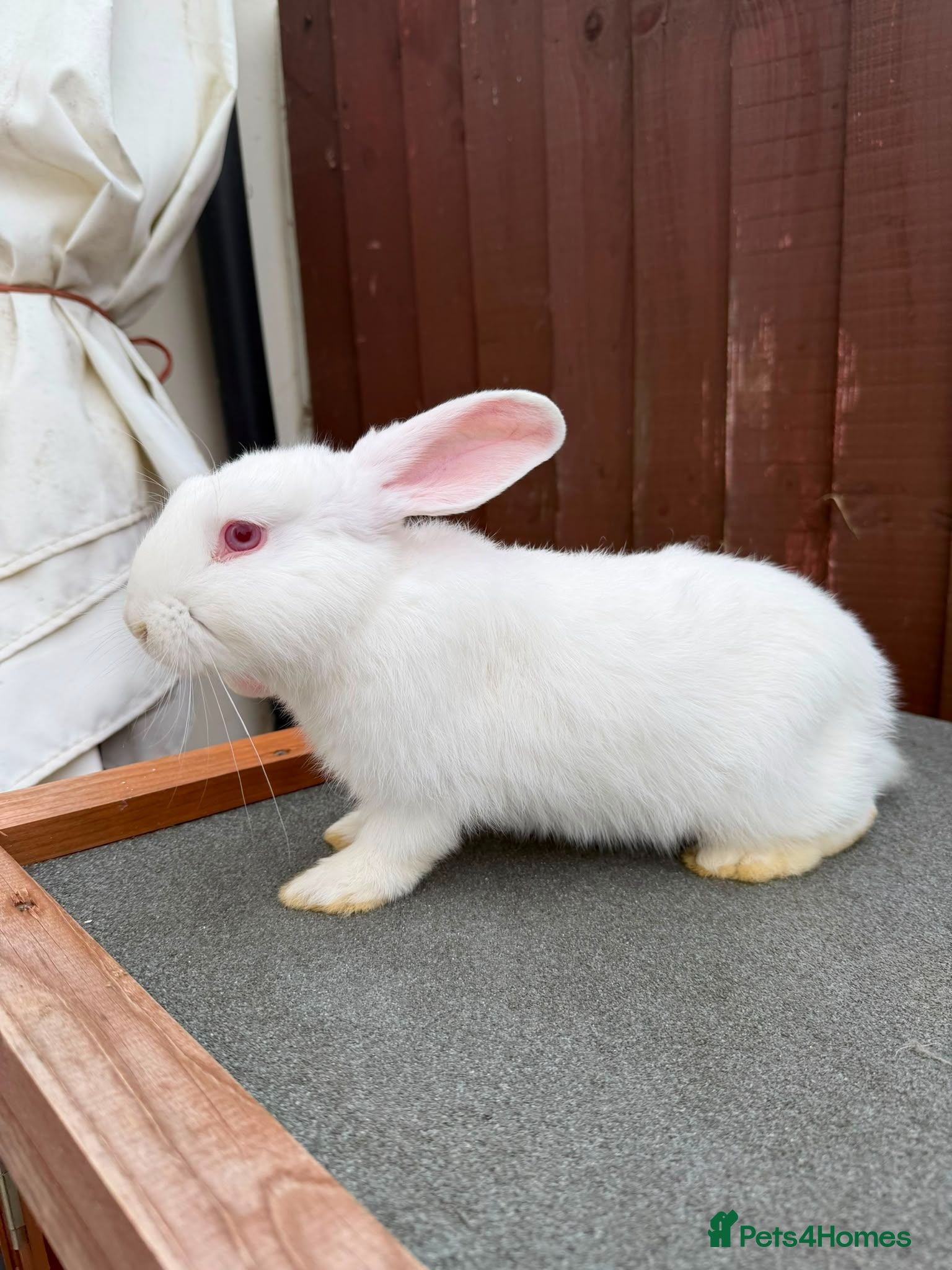 Mini Lop rabbits 2 x Mini Lop X angora Boys AVAILABLE NOW - Advert 2