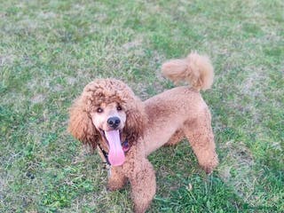 Miniature Poodle dogs Stunning health tested KC Red Miniature Poodle in Cannock - Advert 13