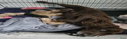 Cocker Spaniel dogs for sale: 18 week old female cocker spaniel  in Cheadle - Advert 1