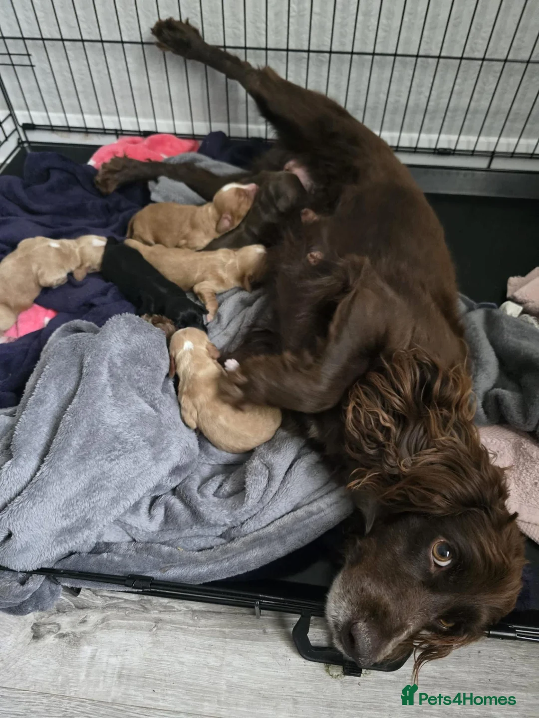 Cocker Spaniel dogs for sale: 18 week old female cocker spaniel  in Cheadle - Advert 1