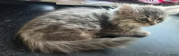 Mixed Breed cats for sale: Super fluffy ragdoll kittens. Cuddly teddy bears - Advert 31