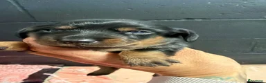 Miniature Dachshund Puppy 1
